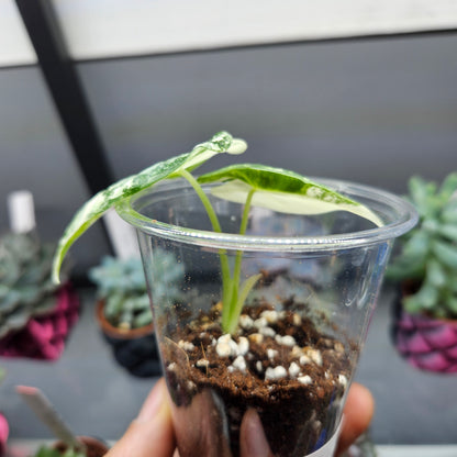 Alocasia Frydek Variegated - Small