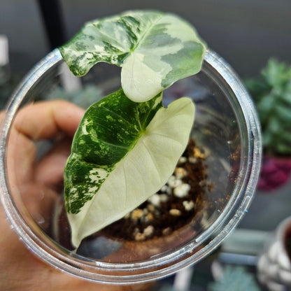 Alocasia Frydek Variegated - Small