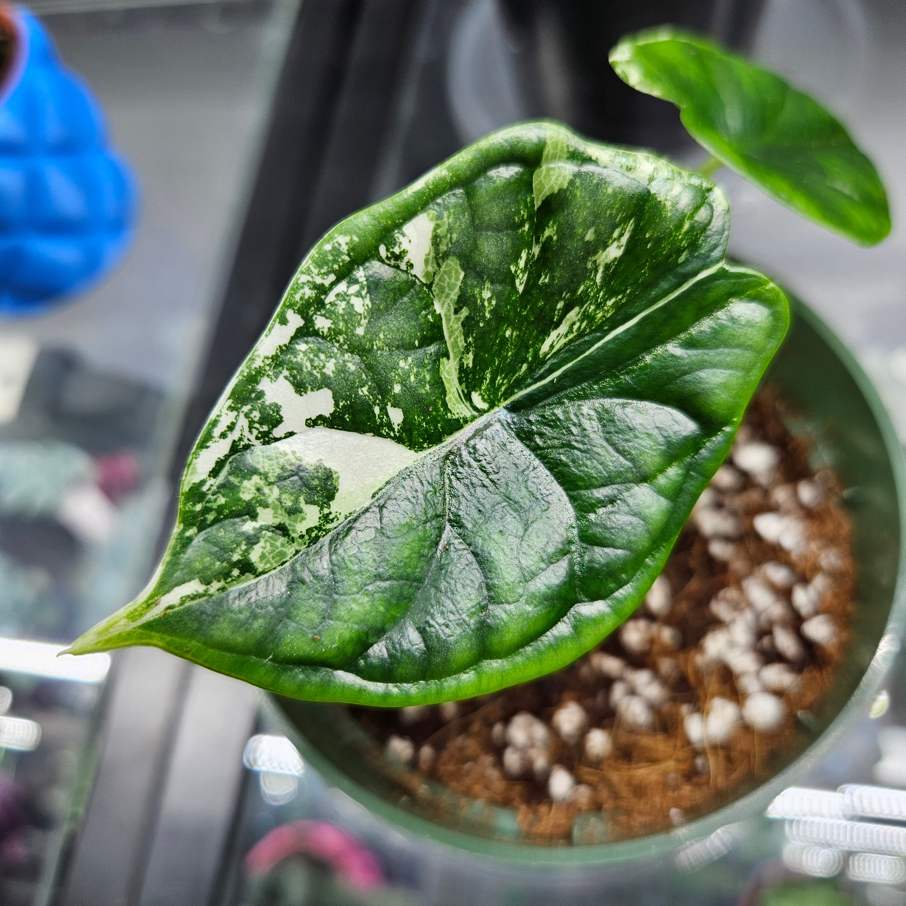 Alocasia Dragon Scale var (TC) 【3】 Alocasia Dragon Scale Variegated Albo #3 – Provision Gardens