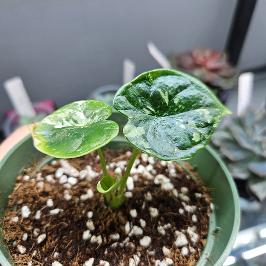 Alocasia Dragon Scale Variegated Albo #1
