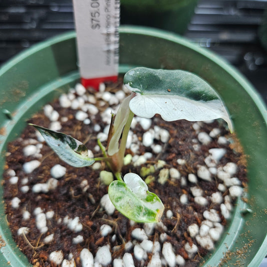 Alocasia Bambino Pink Variegated #4