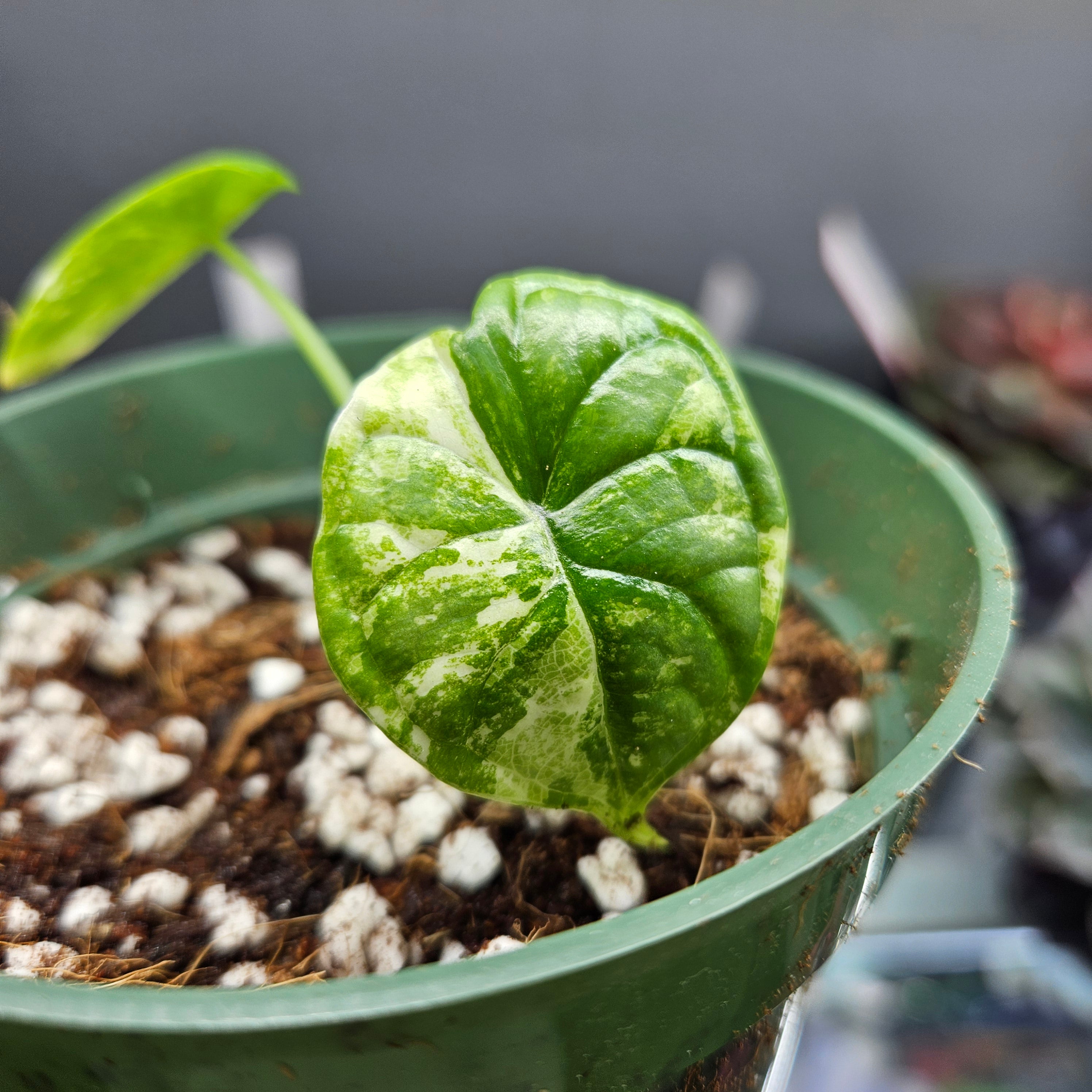 Alocasia Dragon Scale Variegated Albo #2 – Provision Gardens