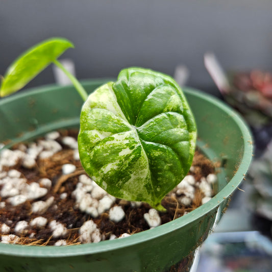 Alocasia Dragon Scale Variegated Albo #2