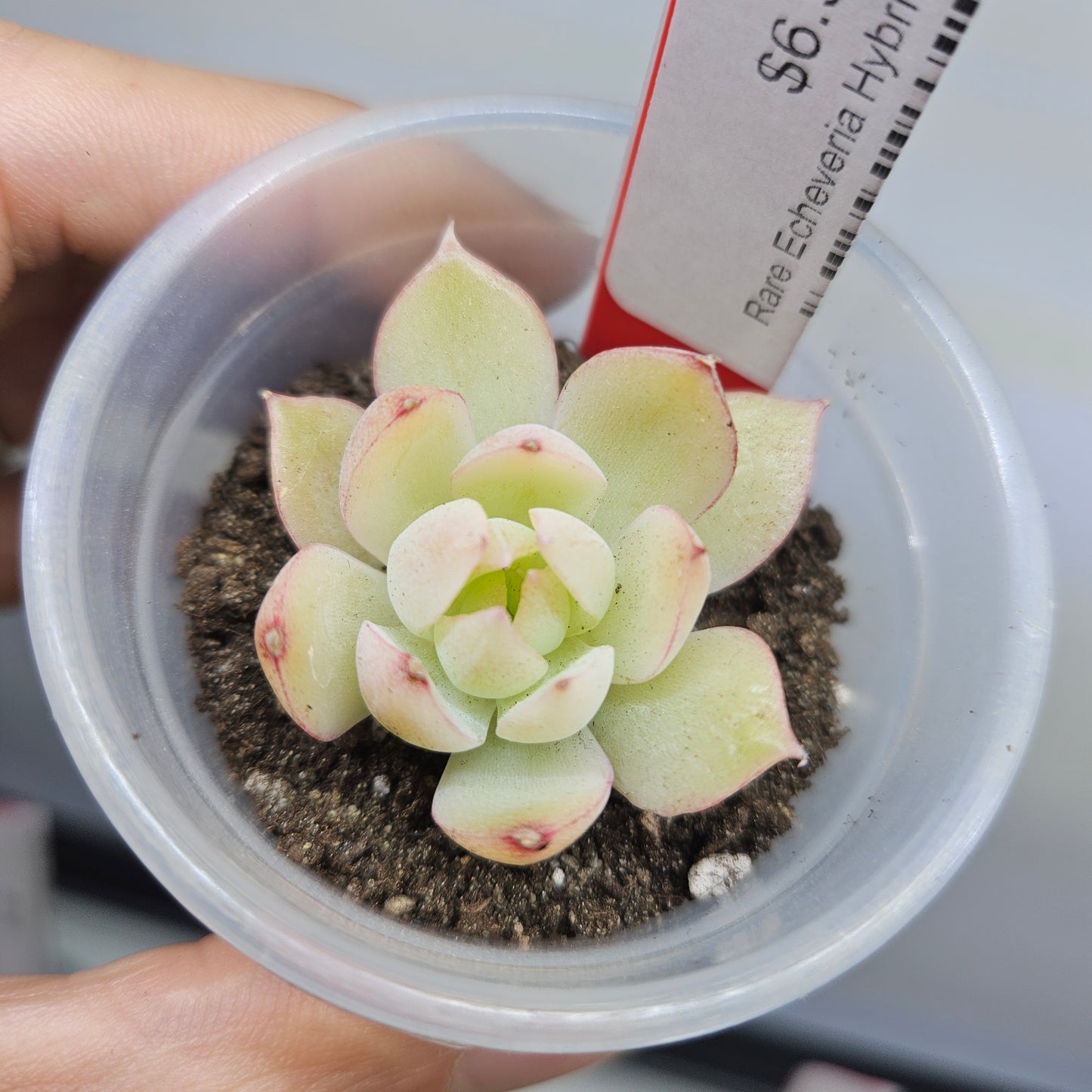 Rare Echeveria Hybrids Succulent #8