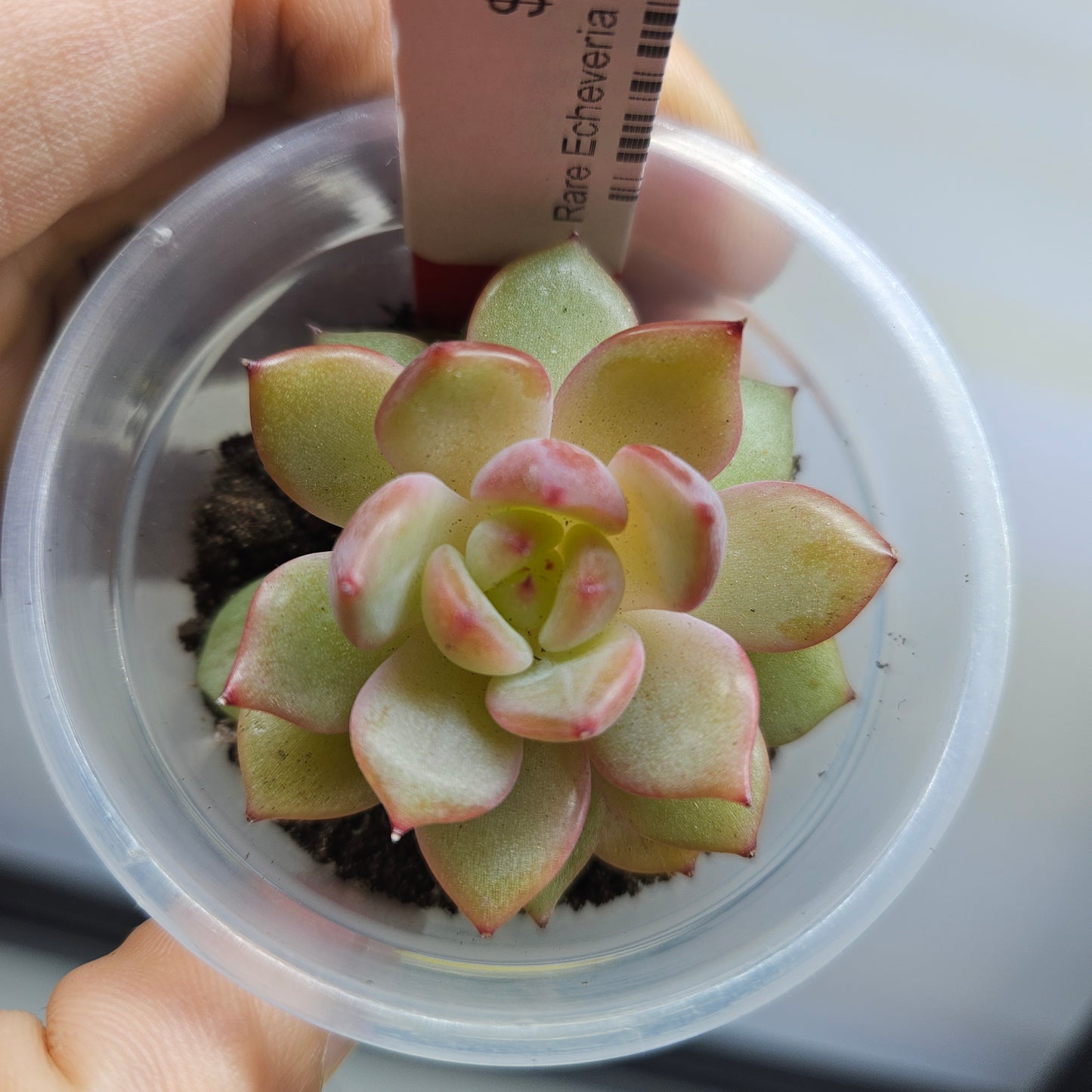 Rare Echeveria Hybrids Succulent #3