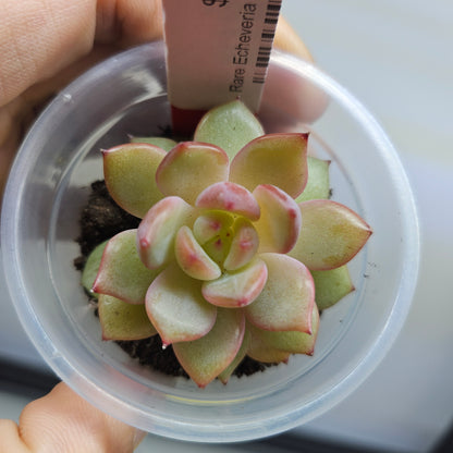 Rare Echeveria Hybrids Succulent #3