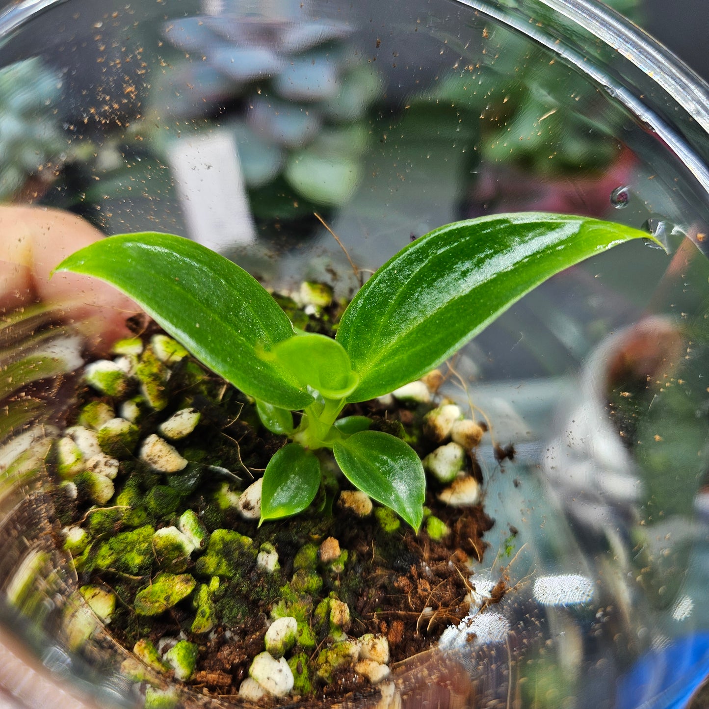 Philodendron Spiritus-Sancti