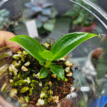 Philodendron Spiritus-Sancti