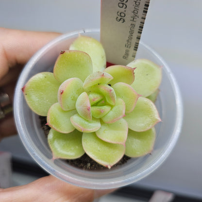 Rare Echeveria Hybrids Succulent #9