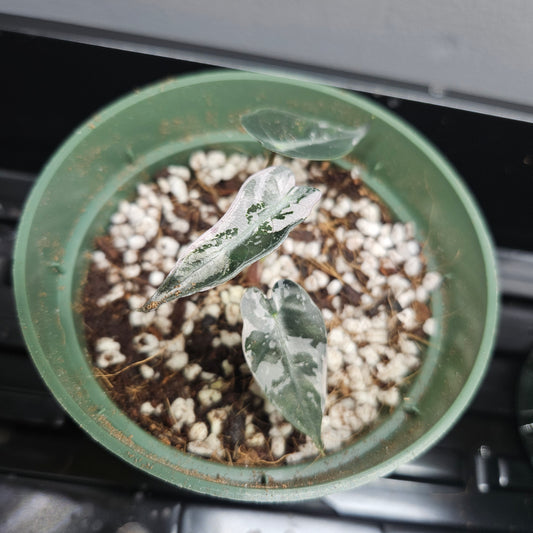 Alocasia Bambino Pink Variegated #3