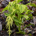 West Coast Seeds Amaranth - Callaloo