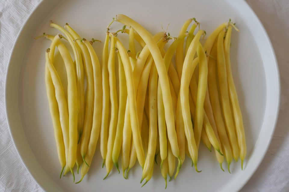 West Coast Seeds Bean - Gold Rush Certified Organic