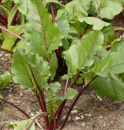West Coast Seeds Beets - Early Wonder Tall Top