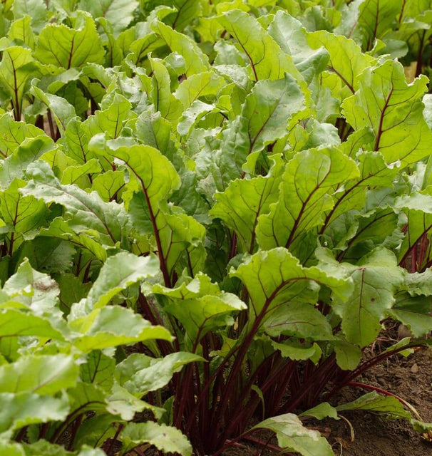 West Coast Seeds Beets - Early Wonder Tall Top