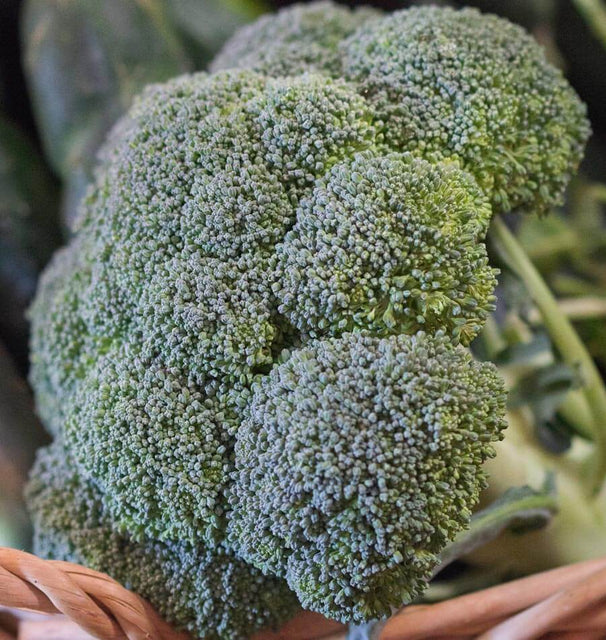 West Coast Seeds Broccoli - Gypsy