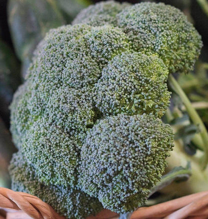 West Coast Seeds Broccoli - Gypsy
