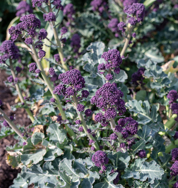 West Coast Seeds Broccoli - Santee F1 (Coated) Certified Organic
