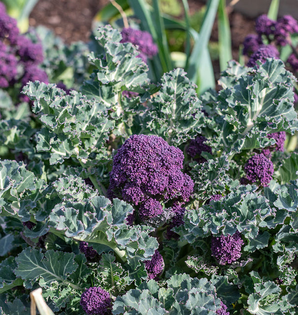 West Coast Seeds Broccoli - Santee F1 (Coated) Certified Organic