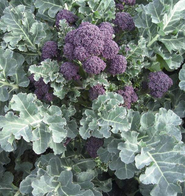 West Coast Seeds Broccoli - Santee F1 (Coated) Certified Organic