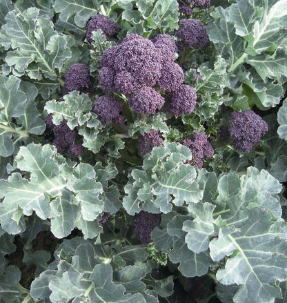West Coast Seeds Broccoli - Santee F1 (Coated) Certified Organic