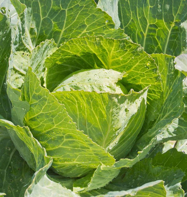 West Coast Seeds Cabbage - Copenhagen Market