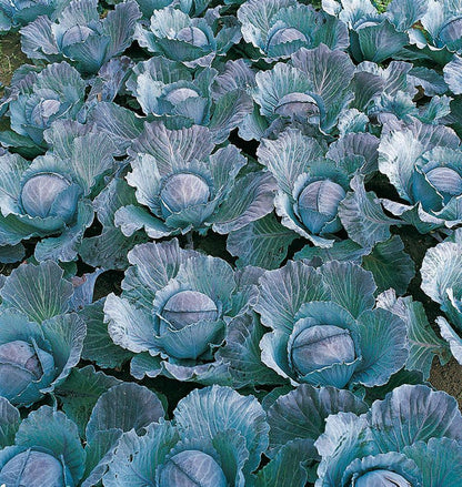 West Coast Seeds Cabbage - Integro Coated Organic