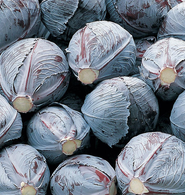 West Coast Seeds Cabbage - Integro Coated Organic