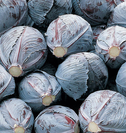 West Coast Seeds Cabbage - Integro Coated Organic