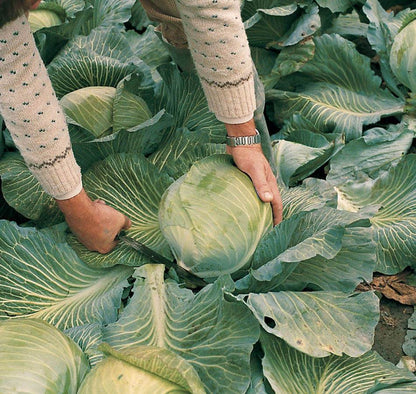 West Coast Seeds Cabbage - Lennox F1 (Coated) Certified Organic