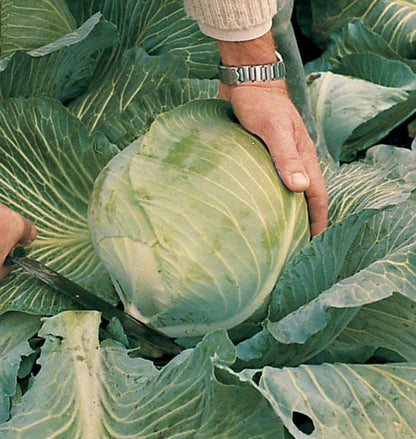 West Coast Seeds Cabbage - Lennox F1 (Coated) Certified Organic