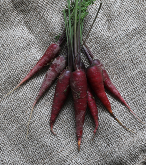 West Coast Seeds Carrots - Cosmic Purple
