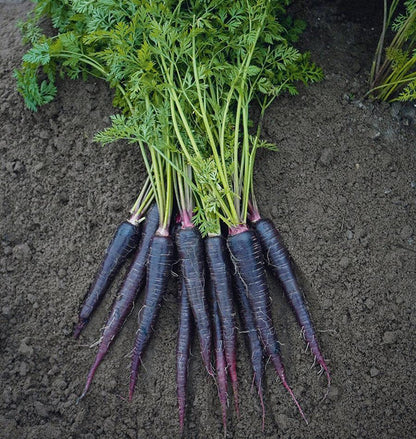 West Coast Seeds Carrots - Deep Purple F1 (Coated)