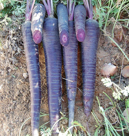 West Coast Seeds Carrots - Deep Purple F1 (Coated)