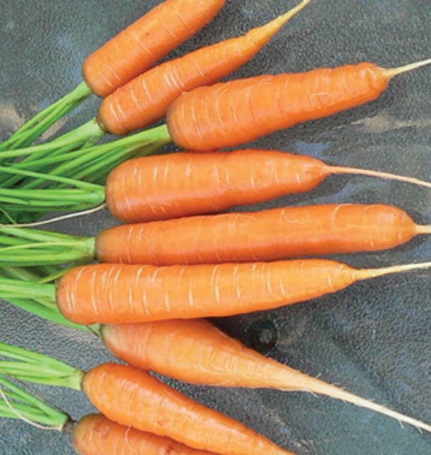 West Coast Seeds Carrots - Scarlet Nantes