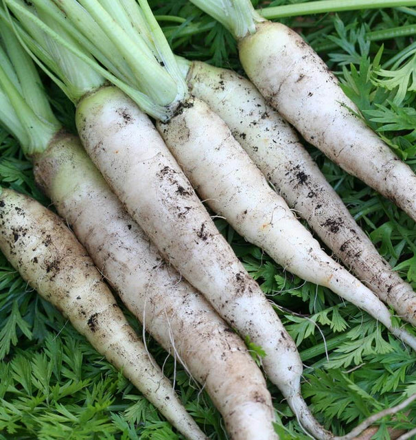 West Coast Seeds Carrots - White Satin F1 (Coated)
