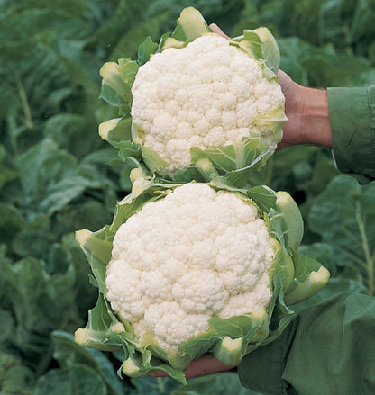 West Coast Seeds Cauliflower - Skywalker F1 (Coated) Certified Organic