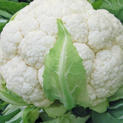 West Coast Seeds Cauliflower - Skywalker F1 (Coated) Certified Organic