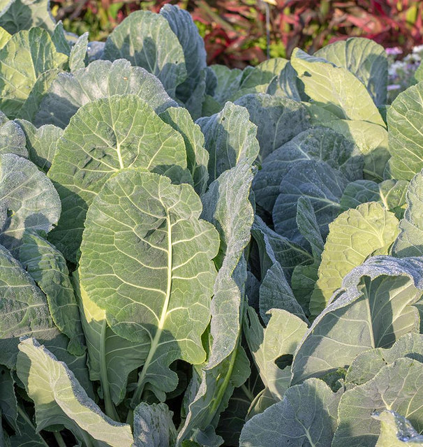 West Coast Seeds Collards - Top Bunch 2.0 F1