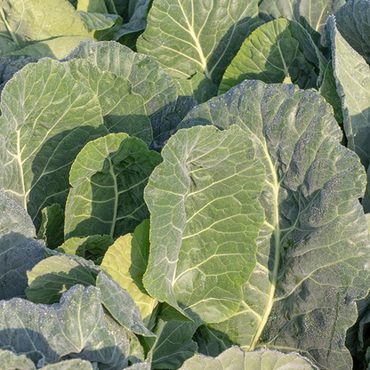West Coast Seeds Collards - Top Bunch 2.0 F1