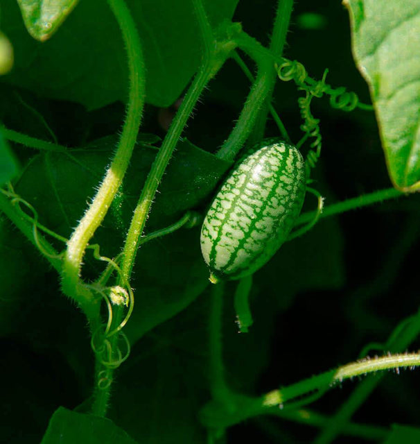 West Coast Seeds Cucumbers - Cucamelon