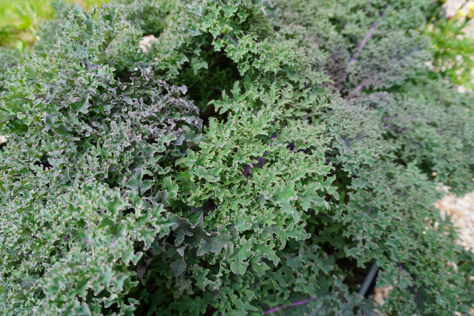 West Coast Seeds Kale - Medusa