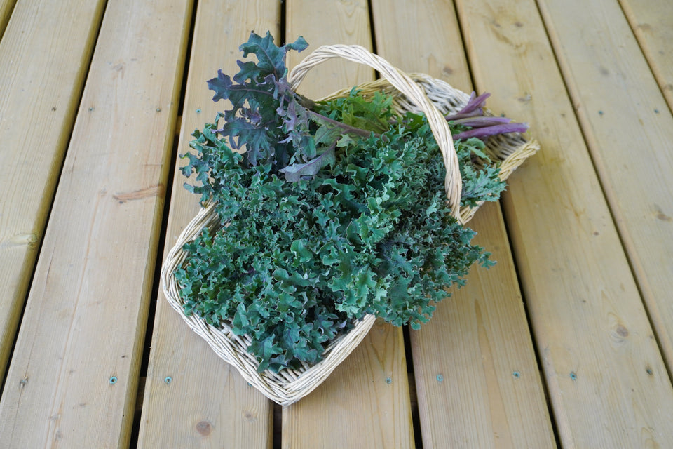 West Coast Seeds Kale - Medusa