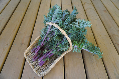 West Coast Seeds Kale - Medusa