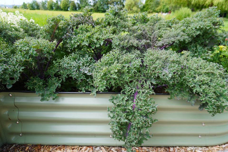 West Coast Seeds Kale - Medusa