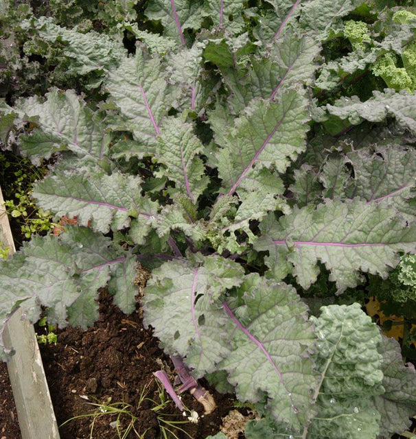 West Coast Seeds Kale - Red Russian Organic