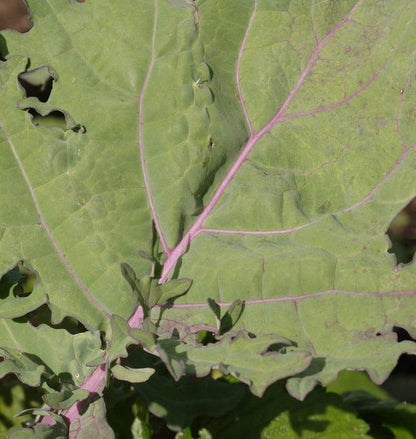 West Coast Seeds Kale - Red Russian Organic