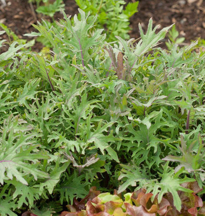 West Coast Seeds Kale - Red Russian Organic