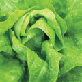 West Coast Seeds Lettuce - Buttercrunch