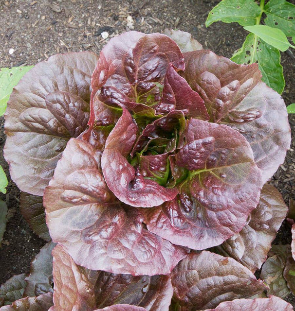 West Coast Seeds Lettuce - Pomegranate Crunch (Pelleted) Certified