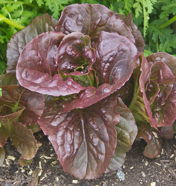 West Coast Seeds Lettuce - Pomegranate Crunch (Pelleted) Certified